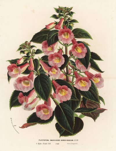 Achimenantha x naegelioides, cultivar rosa e oro. Plectopoma naegelioides aureo-roseum. Litografia colorata a mano da Flowers of the Gardens and Hothouses of Europe di Louis van Houtte e Charles Lemaire, Flore des Serres et des Jardins de l