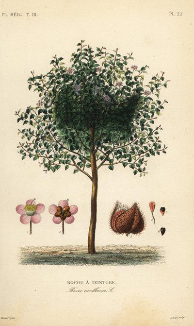 Achiote o albero del rossetto, Bixa orellana da Unbekannt