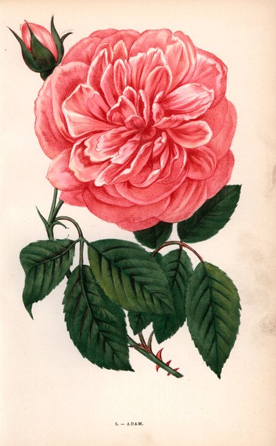 Rosa Adam, varietà della rosa tea coltivata da Monsieur Adam di Reims nel 1838. Cromolitografia disegnata e litografata da F. Grobon dal libro di Hippolyte Jamain e Eugene Forney “Les Roses,” Parigi, J. Rothschild da Unbekannter Künstler