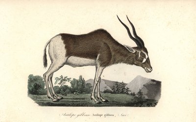 Addax o antilope dalle corna a vite, Addax nasomaculatus. Criticamente in pericolo da Unbekannter Künstler