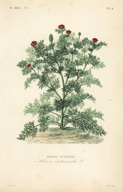 Adonis annua da Unbekannt