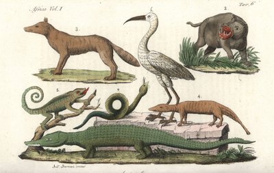 Animali africani tra cui ippopotamo, camaleonte, coccodrillo, serpente, ecc. Incisione a mano colorata da Giulio Ferrario