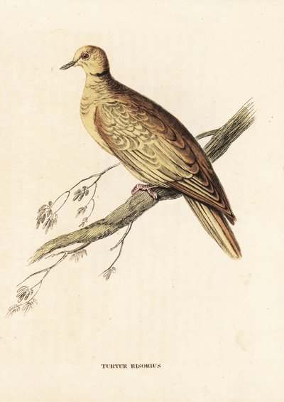 Tortora dal collare africana (anellata), Streptopelia roseogrisea risoria (Turtur risorius). Incisione su acciaio colorata a mano di Edward Lear dalla 