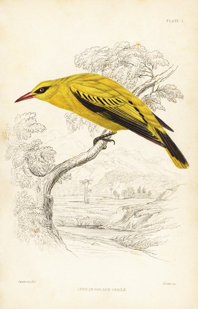 Rigogolo dorato africano, Oriolus auratus. Incisione in acciaio colorata a mano di William Lizars da William Swainson da Naturalist