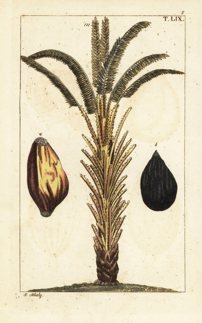 Palma da olio africana con frutti, Elaeis guineensis da Unbekannter Künstler