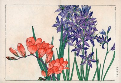 Agapanthus o giglio del Nilo (blu) e fresia. Giglio africano, Agapanthus africanus, e fresia, Freesia refracta. Stampa xilografica a mano colorata da Seiyou Sokazufu (Album illustrato di piante e fiori occidentali: Primavera), Unsodo, Kyoto da Unbekannter Künstler