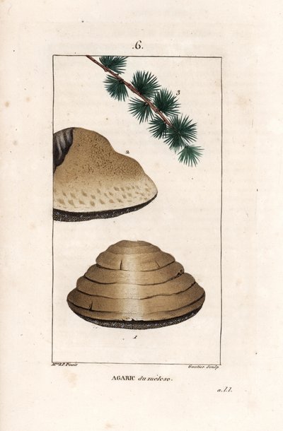 Agarico del larice - Incisione di Gautier da un disegno di Ernestine Panckoucke (1784-1860), da La flore médicale, di Chaumeton, Poiret et Chamberet, Parigi 1830 da Unbekannter Künstler