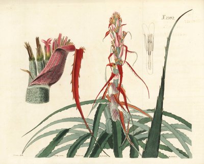 Aguava, Bromelia alsodes (Ananas a foglie strette, Bromelia sylvestris). Incisione a mano colorata su rame di Weddell da un