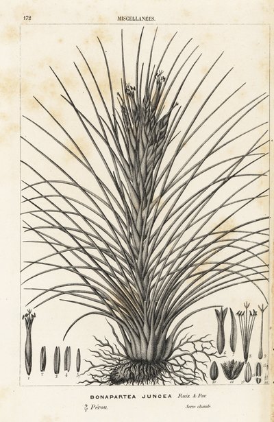 Tillandsia juncea (Bonapartea juncea). Litografia colorata a mano da Flowers of the Gardens and Hothouses of Europe di Louis van Houtte e Charles Lemaire, Flore des Serres et des Jardins de l
