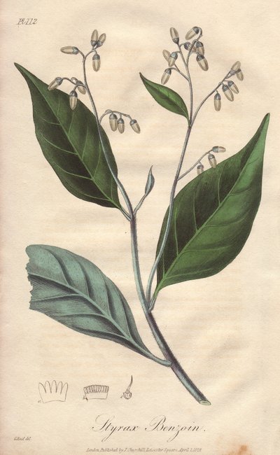 Alibouffier o storace (Styrax benzoin) - Acquaforte di William Clarke per illustrare “Botanica medica, descrizione delle piante medicinali di Londra, Edimburgo e Dublino” di John Stephenson e James Morss Churchill da Unbekannter Künstler