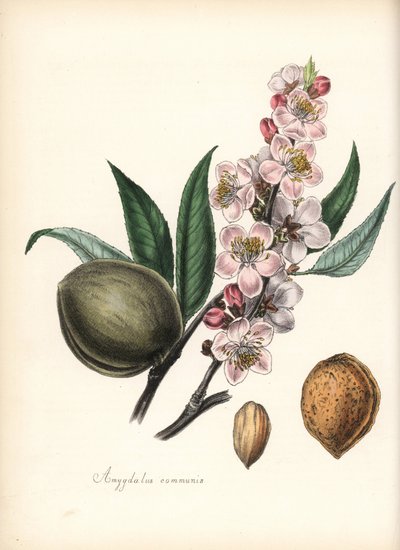 Mandorlo - Mandorlo comune, Prunus amygdalus (Amygdala communis), con fiore, foglia, frutto e seme (noce). Zincografia colorata a mano di Chabots disegnata da Miss M. A. Burnett dal suo 