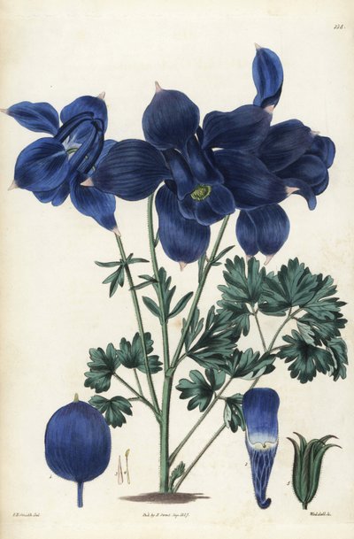 Aquilegia alpina. Incisione a mano colorata da Weddell da un