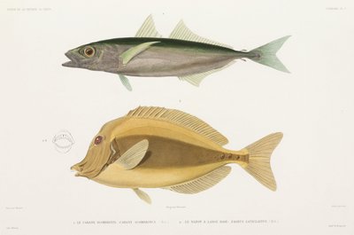 Carango striato e Pesce chirurgo rasoio da Unbekannter Künstler
