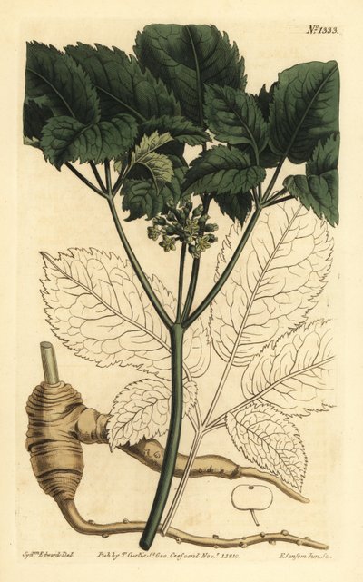 Ginseng americano, Panax quinquefolius da Unbekannt