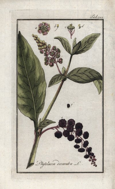 Uva americana o spinard di Cayenna o India. Litografia da 
