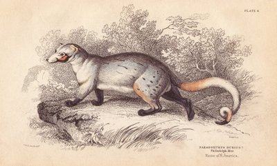 Paradosso americano, Paradoxurus dubius da Unbekannter Künstler