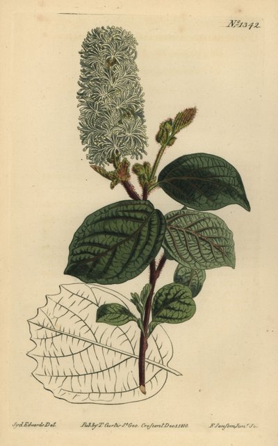 Amamelide americana, Fothergilla gardenii (Fothergilla a foglia larga, Fothergilla alnifolia major) da Unbekannt