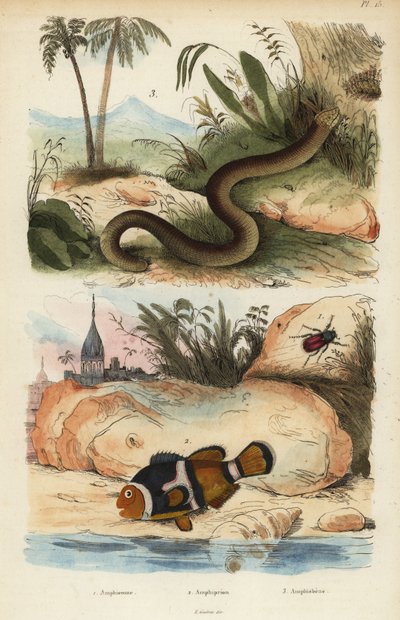 Amphicoma scullelata 1, pesce pagliaccio, Amphiprion polymnus 2 e lucertola verme bianca, Amphisbaena alba 3 da Unbekannt