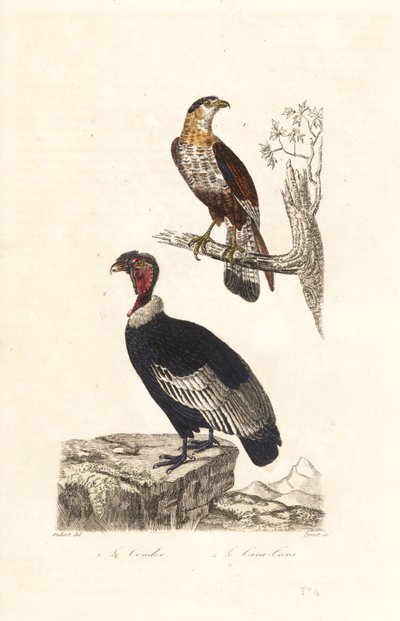 Condor delle Ande e caracara crestato meridionale da Unbekannter Künstler
