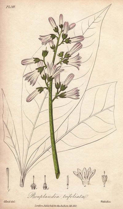 Albero di Angostura, Angostura trifoliata da Unbekannter Künstler