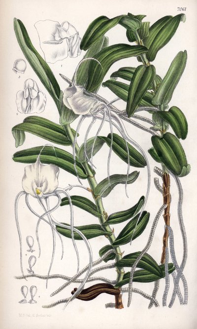 Angraecum germinyanum, orchidea bianca del Madagascar. Disegnata da Matilda Smith, litografia di J.N. Fitch nel Curtis Botanical Magazine, di Joseph Dalton Hooker, pubblicato a Londra, Inghilterra, da L. Reeve da Unbekannter Künstler