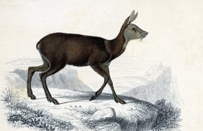 Tavola degli animali: Tragulo (Moschus Pygnueus). Mammiferi quadrupedi ruminanti - in 