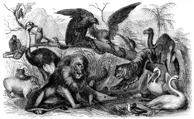 Animali proibiti agli israeliti - Bibbia da Unbekannter Künstler