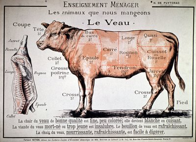 Animali che mangiamo: il vitello, c. 1910 (stampa) da Unbekannter Künstler