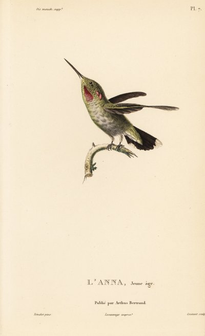 Colibrì di Anna, Calypte anna (Ornismya anna), giovane. Incisione in acciaio colorata a mano di Coutant da un