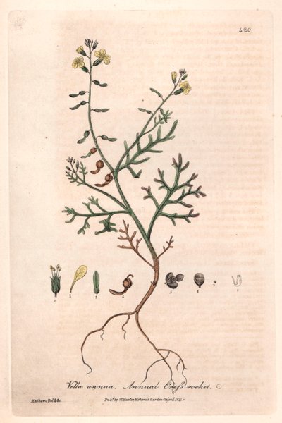 Vella annua. Tavola botanica di Isaac Russell, incisa da Charles Matthews, tratta da "Fenomeni Botanici Inglesi" di William Baxter (1788-1871) da Unbekannter Künstler