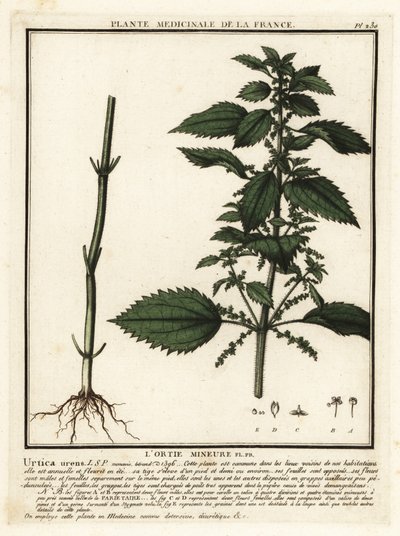 Ortica annuale, Urtica urens da Unbekannter Künstler