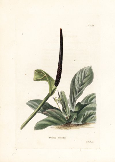 Anthurium nido d