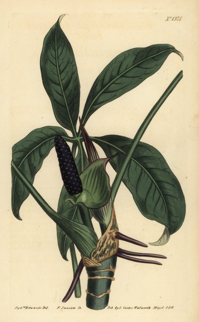 Anthurium palmatum (Pothos a cinque foglie, Pothos pentaphylla) da Unbekannt
