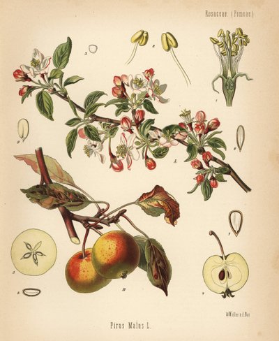 Melo, Malus domestica. Cromolitografia da un