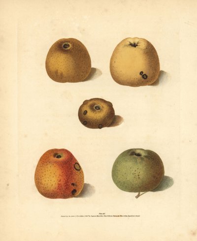 Varietà di mele, Malus domestica: Franklin