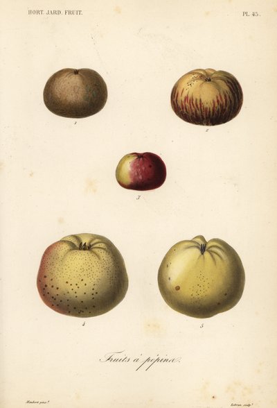 Varietà di mele da Unbekannt
