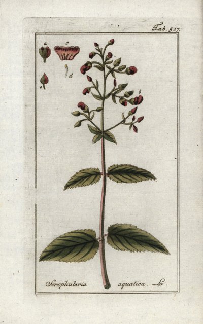 Scrofularia acquatica da Unbekannter Künstler