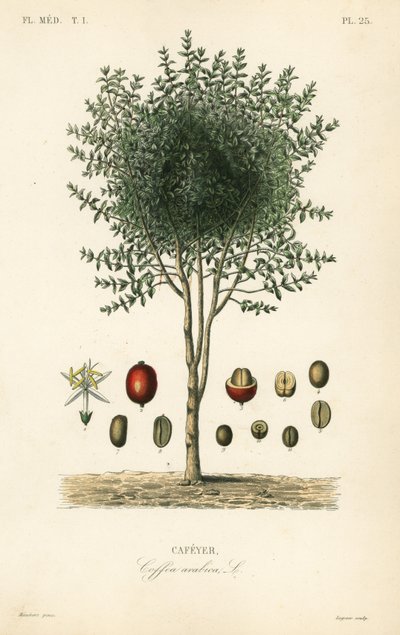 Albero di caffè arabo, Coffea arabica, Cafeyer da Unbekannter Künstler