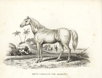 Cavallo arabo, Equus caballus var. arabicus, con il marchio di Napoleone sul fianco e soldati francesi e cannoni in un campo di battaglia nordafricano da Unbekannter Künstler