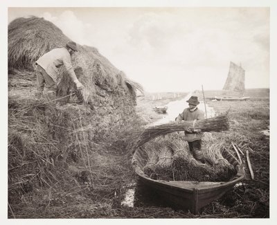 Agricoltura arabile, raccolta 