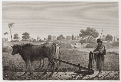 Aratura con buoi, Egitto, c. 1798 da Unbekannt
