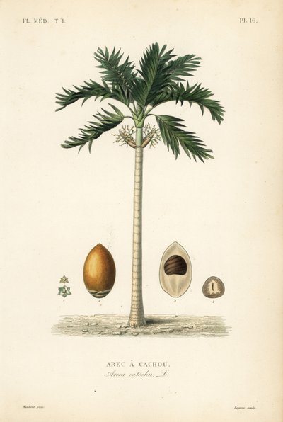 Areca catechu, Areca catechu da Unbekannt