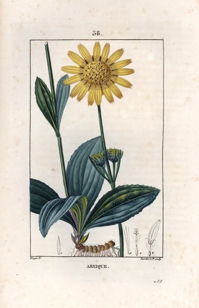 Arnica montana (incisione) da Unbekannter Künstler