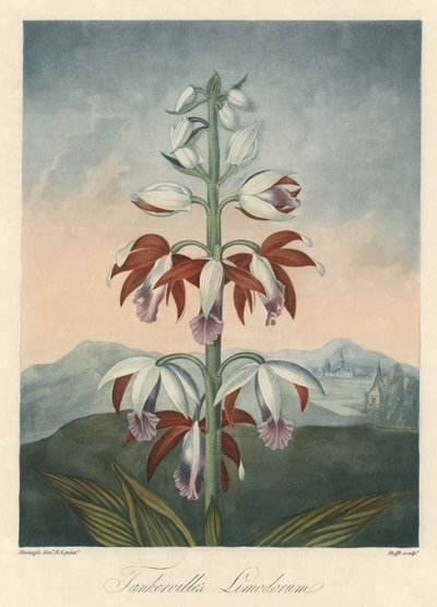 Varietà di orchidee asiatiche. Acquaforte, estratta da 