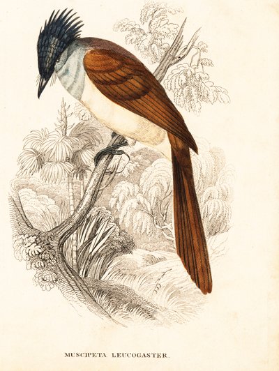 Cacciatore di paradiso asiatico (himalayano), Terpsiphone paradisi leucogaster (Muscipeta leucogaster). Incisione su acciaio colorata a mano dalla 