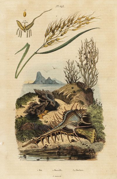 Riso asiatico, pettine di Venere e Hexaplex angularis da Unbekannter Künstler