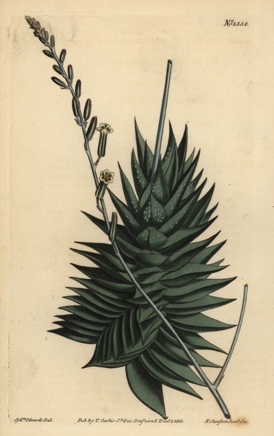 Astroloba spiralis (Aloe pentagona) da Unbekannt
