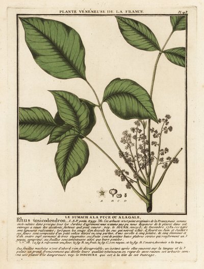 Quercia velenosa atlantica da Unbekannter Künstler