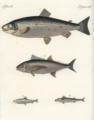 Salmone atlantico, Salmo salar 1, tonno, specie Thunnus 2, aringa atlantica, Clupea harengus 3, e sgombro atlantico (sgombro), Scomber scombrus 4. Incisione a rame colorata a mano dal 