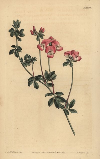 Loto australe, Lotus australis da Unbekannt